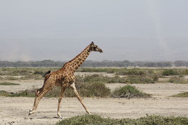 Giraffes on the run