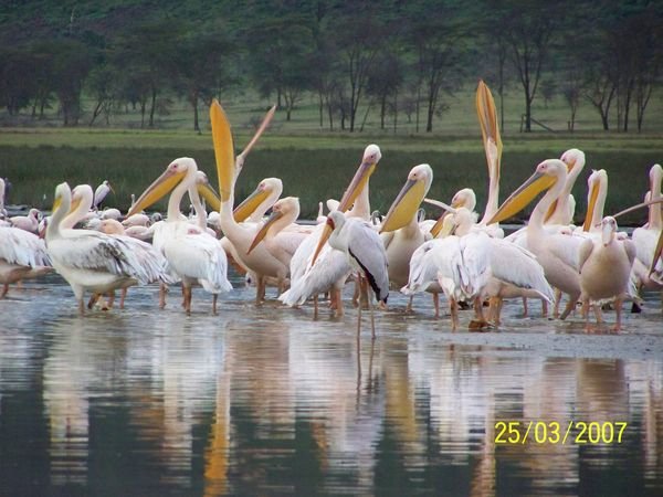 Pelicans Lake Nakuru