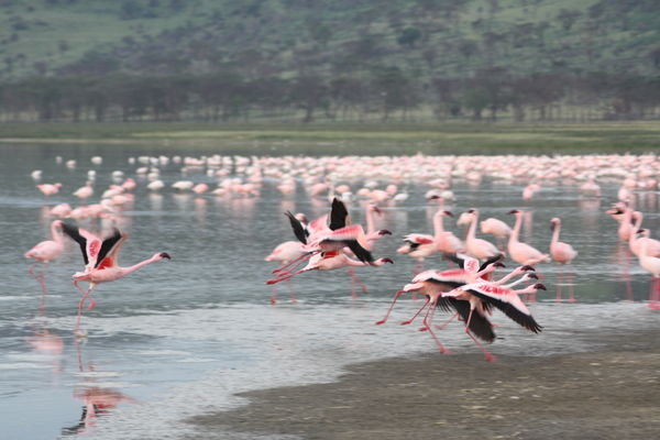 More Flamingo's