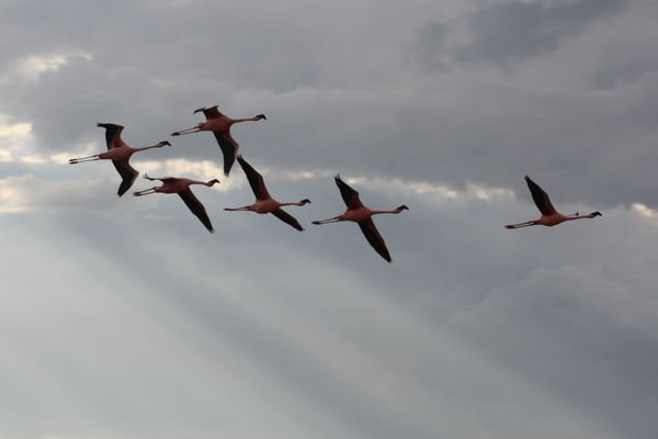 Flight of the flamingo's