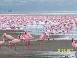 Flamingo's Lake Nakuru
