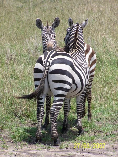 Zebra mum n little un