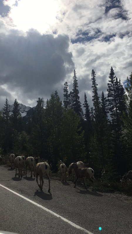 Owce na drodze