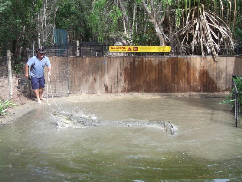 Pokaz atakujących krokodyli