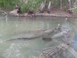 Krokodyle