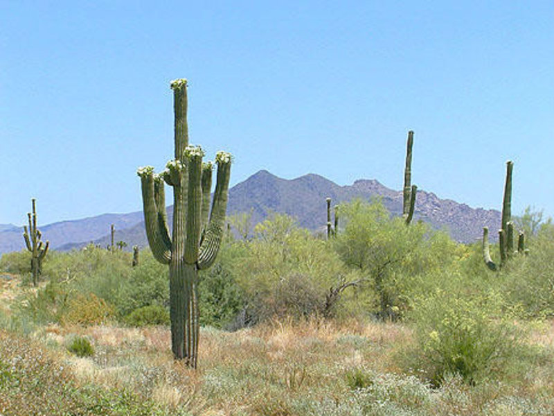 001-0721101633-Arizona-Cactus
