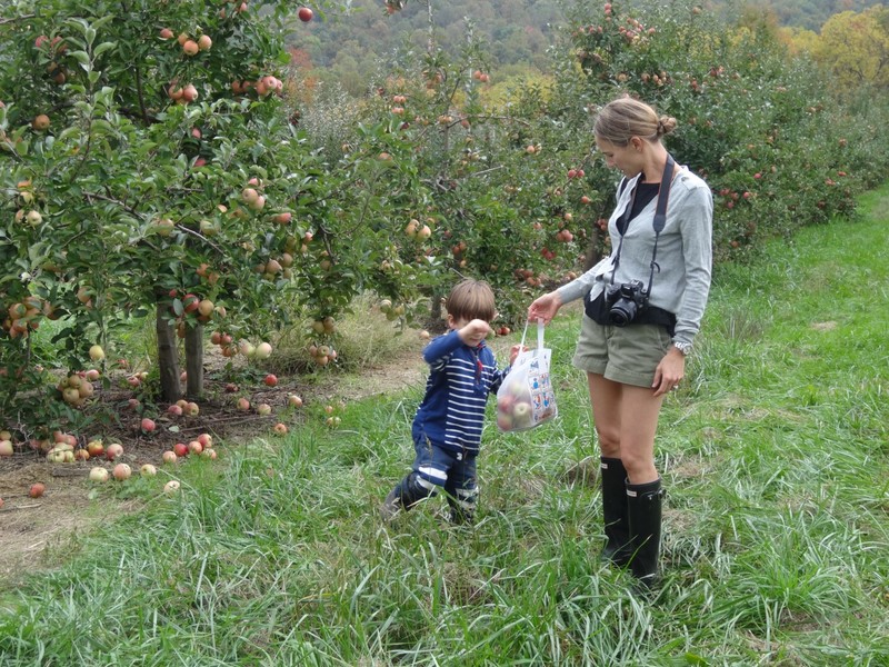 Charlie picks apples