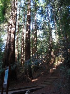 Muir Woods - giant redwoods