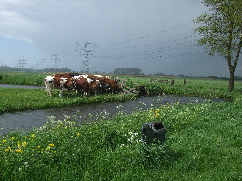 Smart Cows taking shelter from the rain!