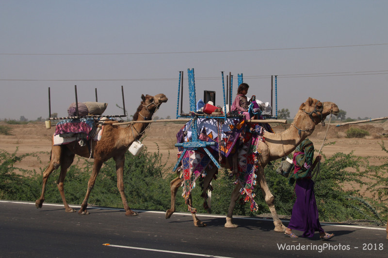 Gujarati Nomad Gypsies on the move