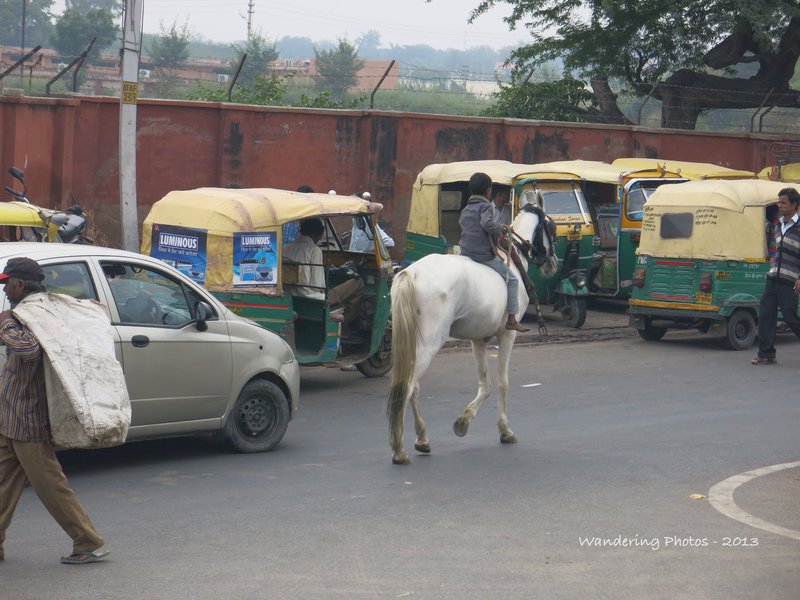 The white horse of Agra