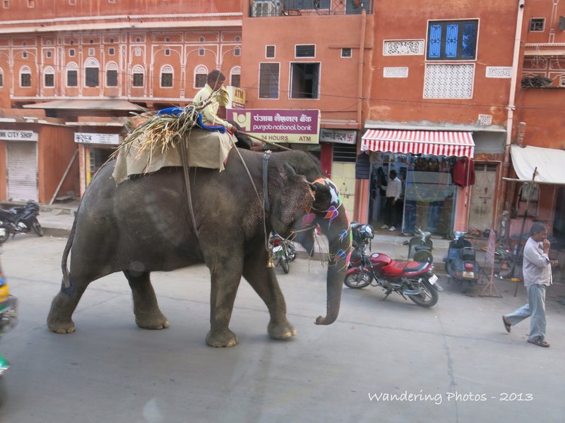 An elephant wanders along the street in Jaipur