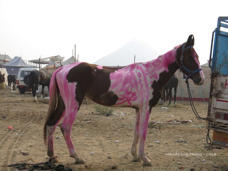 Mahwari Horse decorated for the Pushkar fair