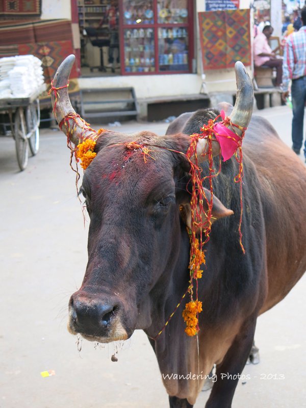 Decorated oxen at the Pushkar Camel Fair