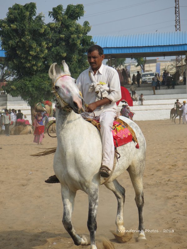 Mahwari horses being paraded at the Pushkar Fair