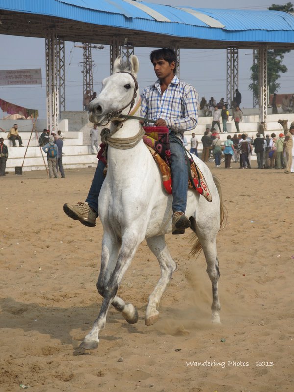 Mahwari Horses being paraded at the Pushkar Camel Fair
