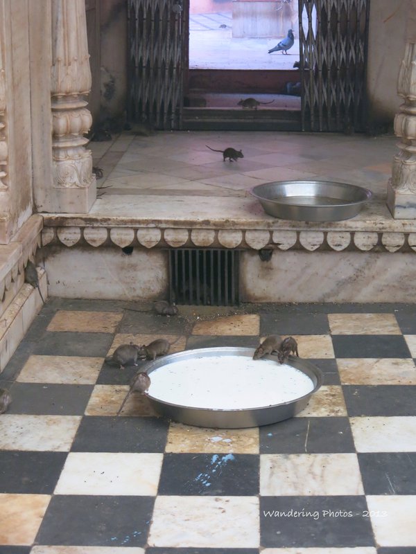 Karni Mata Temple - Feeding the rats