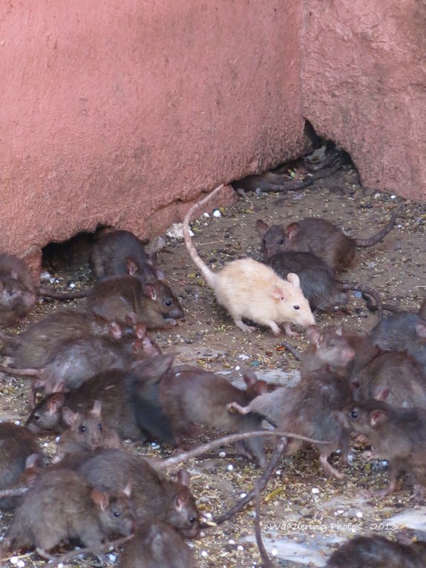 One of the 'lucky' white rats at Karni Mata Temple