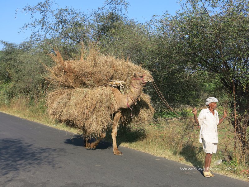 A camel almost lostt beneath its load of dried sugar cane