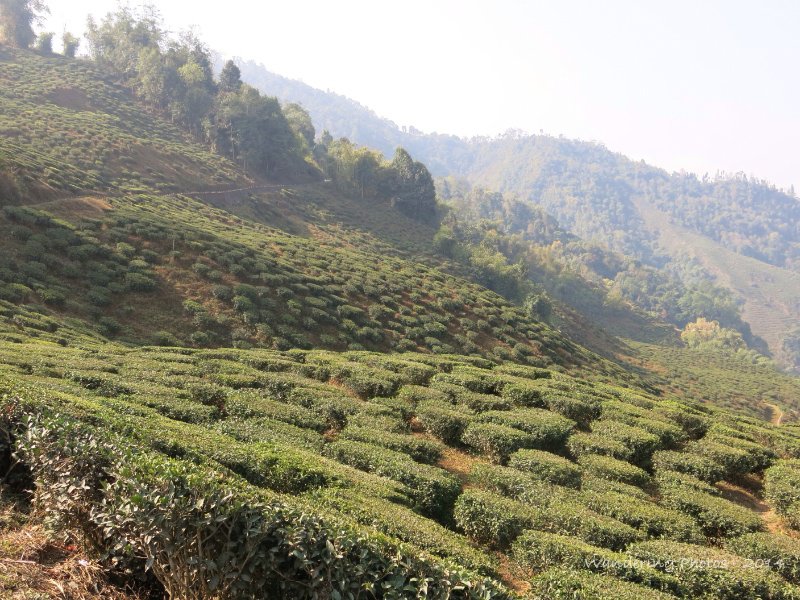 Tea Plantations at Darjeeling