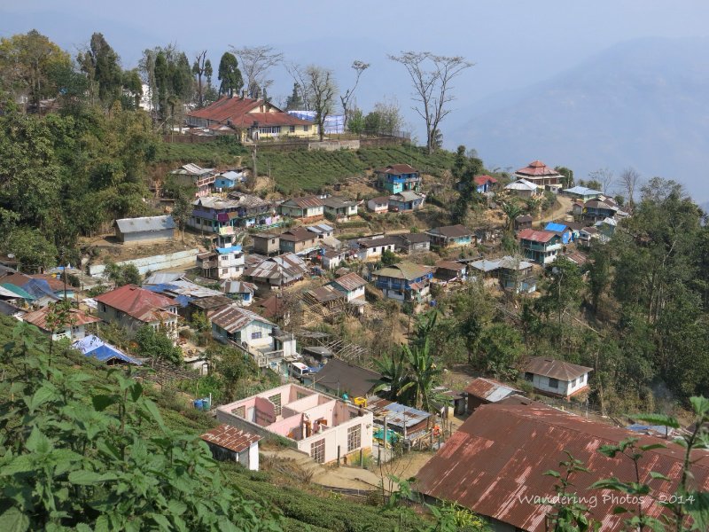 Tea plantation village