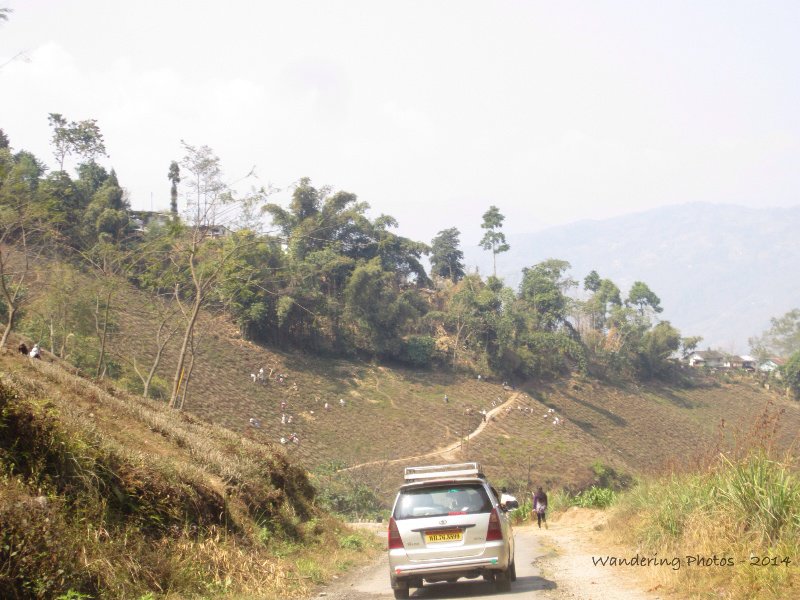 Driving through the tea plantations near Darjeeling