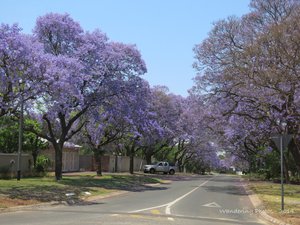 Jacaranda-lined sreets in Pretoria