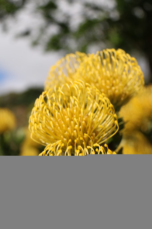 Protea Flowers - Kirstenbosch Gardens