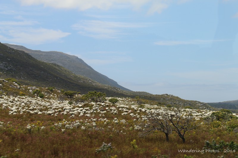 White everlasting flowers in the 'fynbos' - Cape of Good Hope