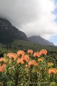 Protea flowers in front of Table Mountain - Kirstenbosch Gardens Cape Town
