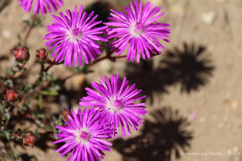 Colourful Asters on Swartberg Pass