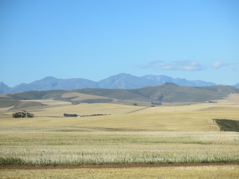 Wheat plains