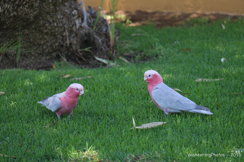 Colourful Gulah birds - Alice Springs
