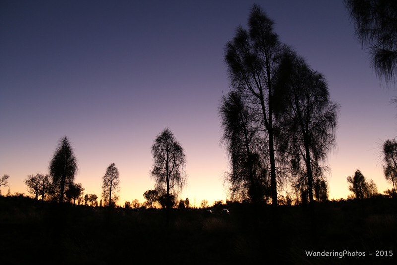 Silhouette of Eucalypt trees at dawn
