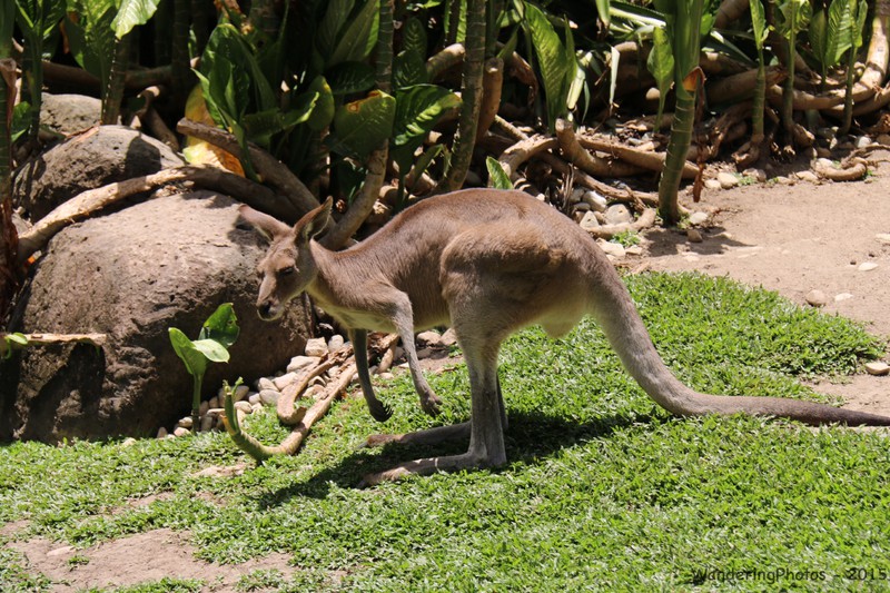 Kangaroo in Kuranda