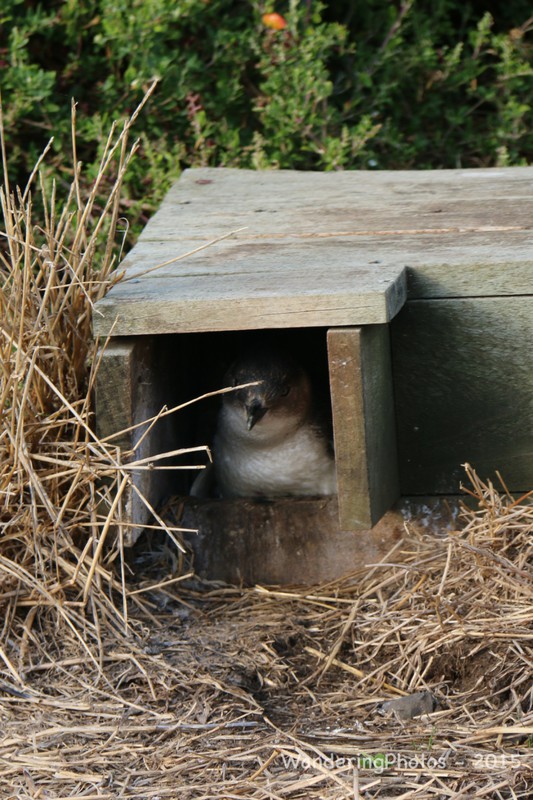 Little Penguin in its "burrow"
