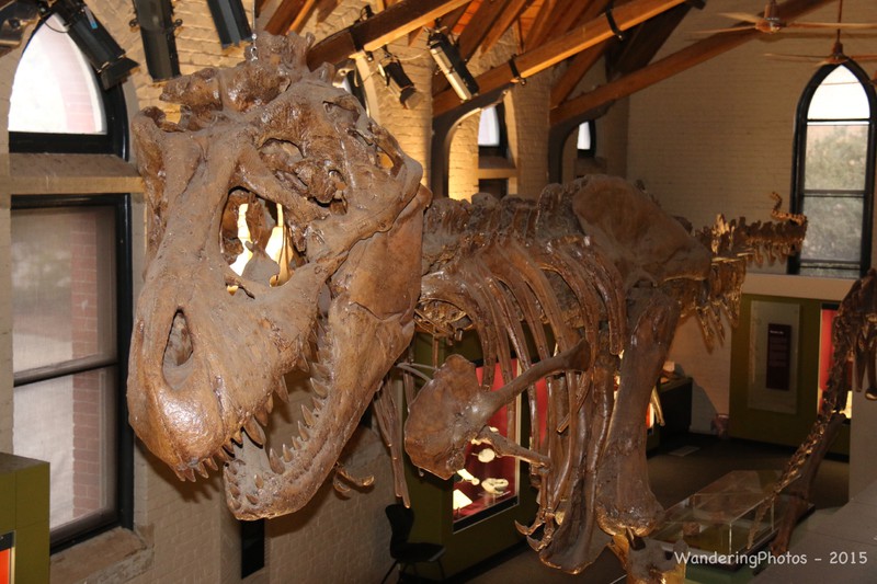 T.Rex skeleton - Mineral & Fossil Museum Bathurst