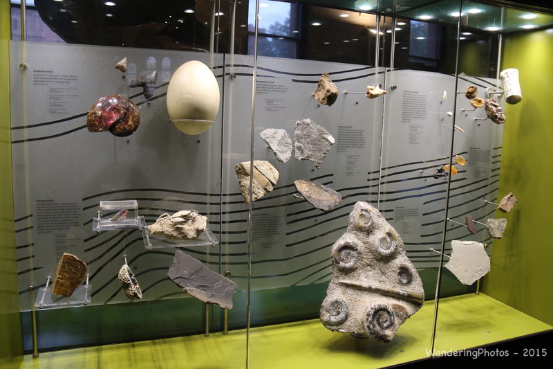 Fossil collections at the Mineral & Fossil Museum Bathurst