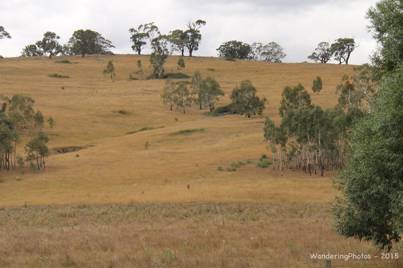 Typical New South Wales countryside