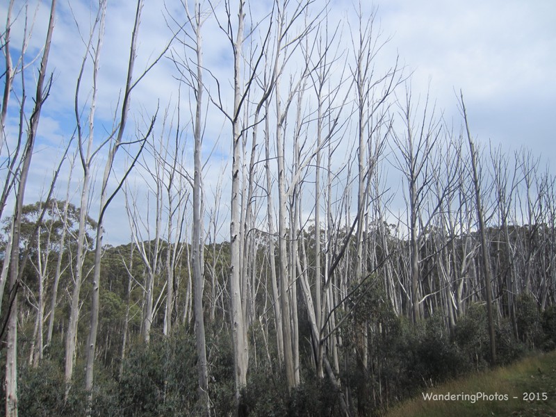 Dead trees in the Snowy Mountains