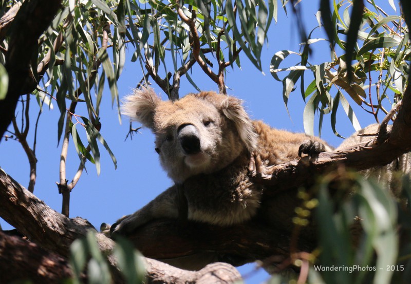 At last - an awake Koala