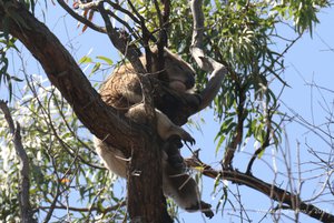 A more typical pose for a Koala - fast asleep for most of the day!!