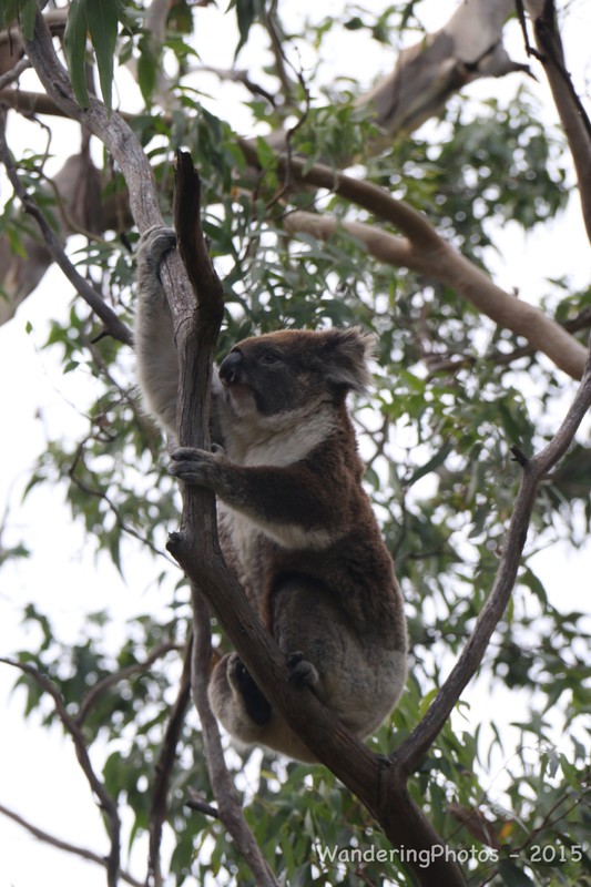 More koalas - Cape Otway