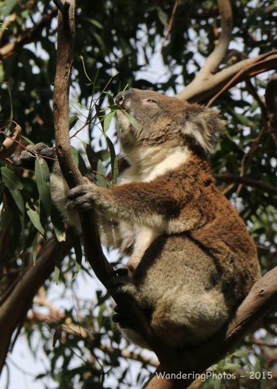 Another koala - Cape Otway