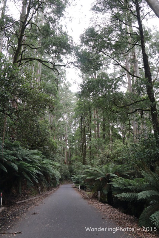 Forest with Tree Ferns along the road edge