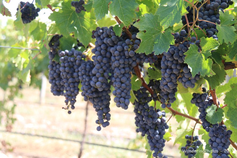 Red wine grapes in the Coonawarra region