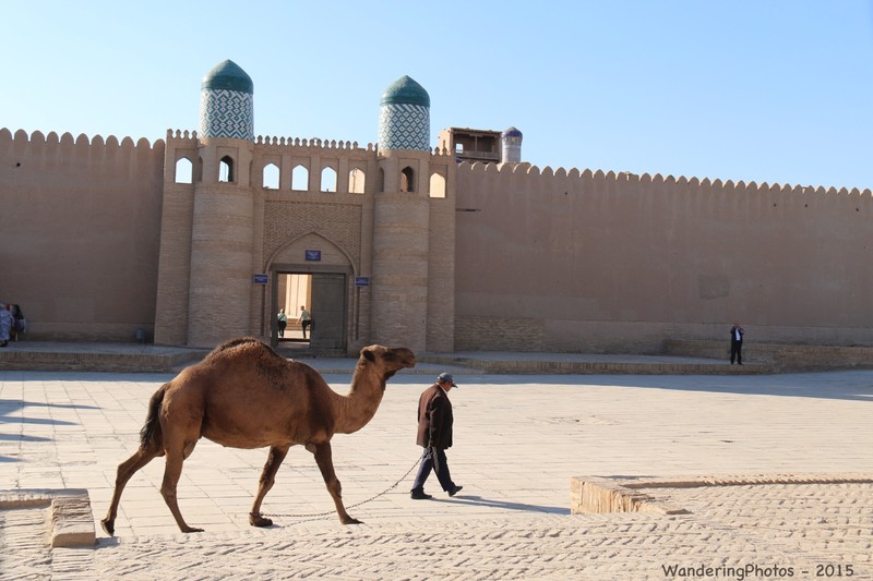 A lucky camel in front of the Kukhna Ark (fortress) - Khiva