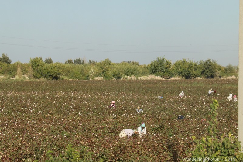 Cotton pickers near Bukhara