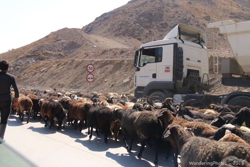 Sheep being brought down the pass for winter hold up the traffic