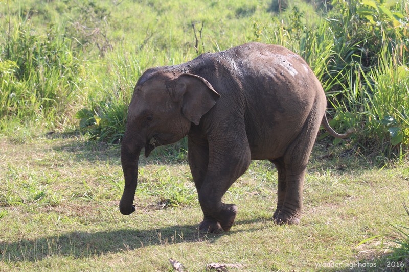 Young Indian elephant